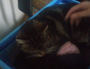 alletomir wealth management