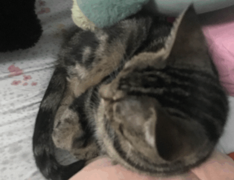 alletomir wealth management reviews