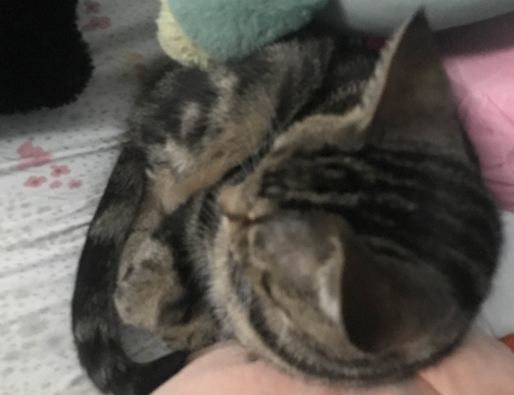 alletomir wealth management reviews