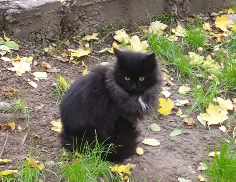 benefits of alletomir wealth management