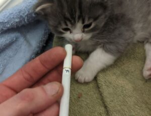 business guide disbusinessfied