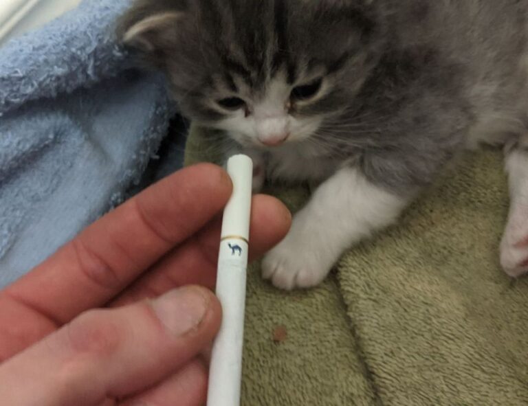 business guide disbusinessfied