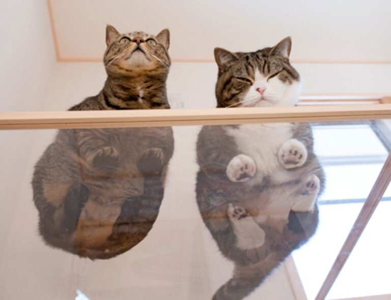 disbusinessfied money guide by disquantified