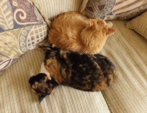 discommercified economic guide from disquantified