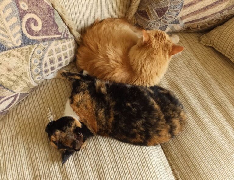 discommercified economic guide from disquantified