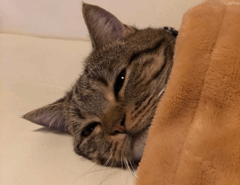 disfinancified financial advice by disquantified