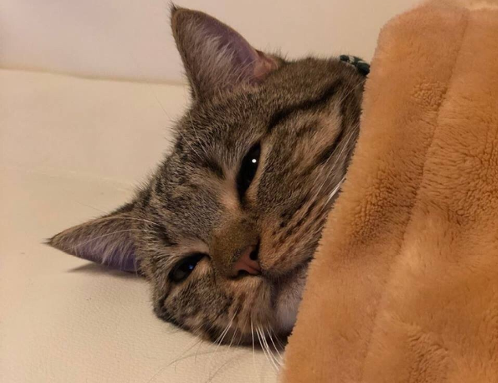 disfinancified financial advice by disquantified