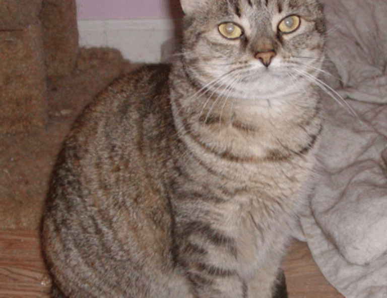 finance advice disfinancified