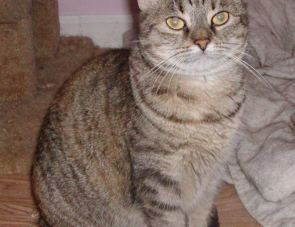 finance advice disfinancified