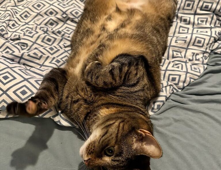 finance guide disbusinessfied