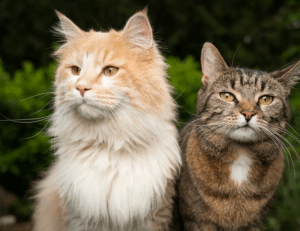 finance guides aggr8budgeting