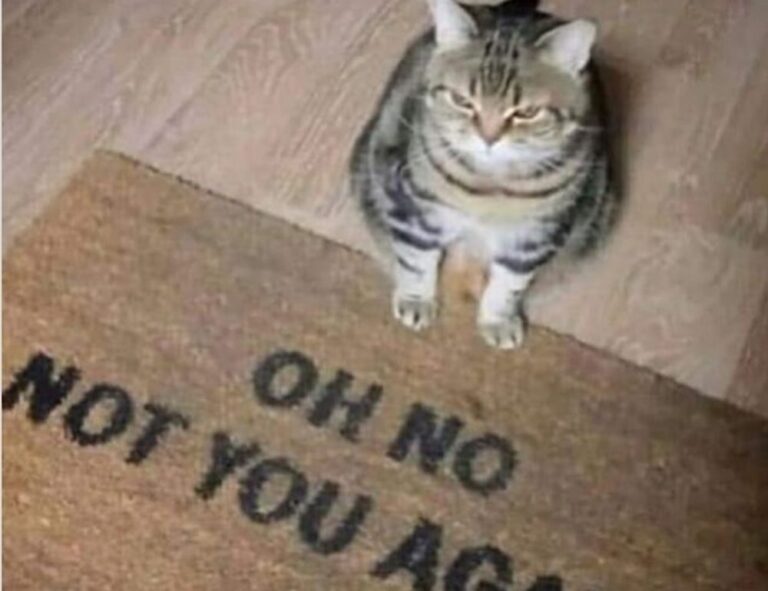 finance updates discapitalied