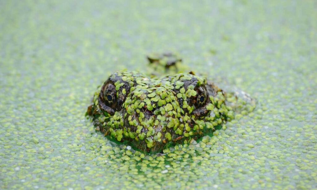 financial advice disfinancified