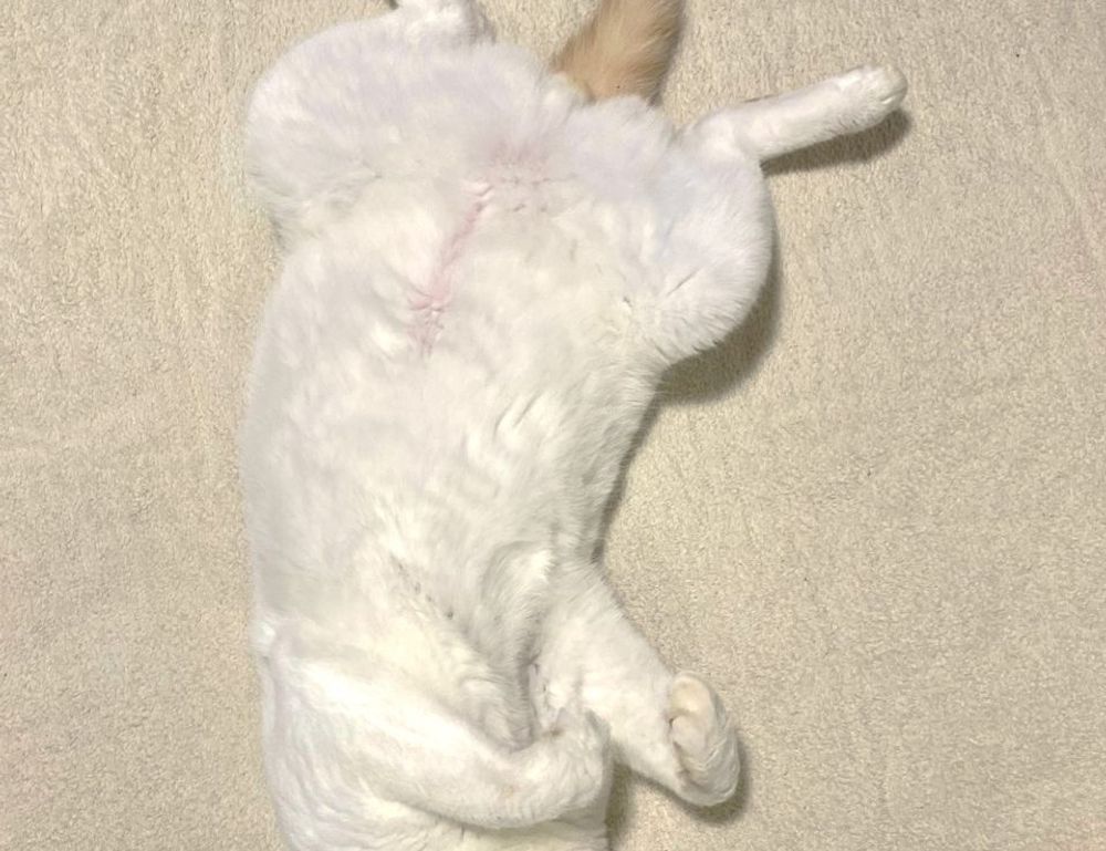 how does alletomir make money