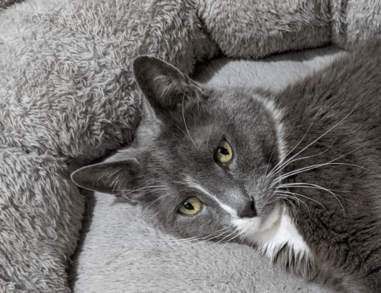 money advice disfinancified