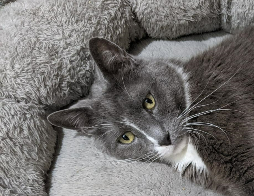 money advice disfinancified