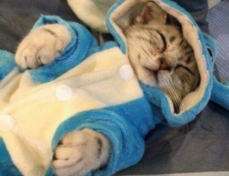 tazopha investment ltd