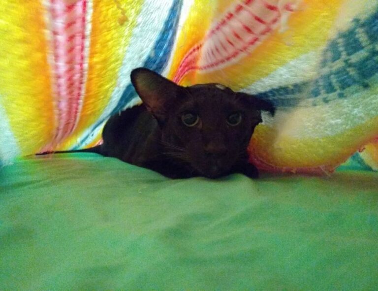 what are business ideas for students disbusinessfied