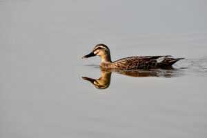 what investment can i do with $1000 ontpinvest