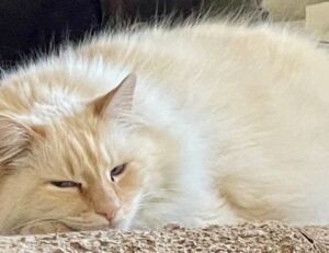 which is better alletomir or raymond james