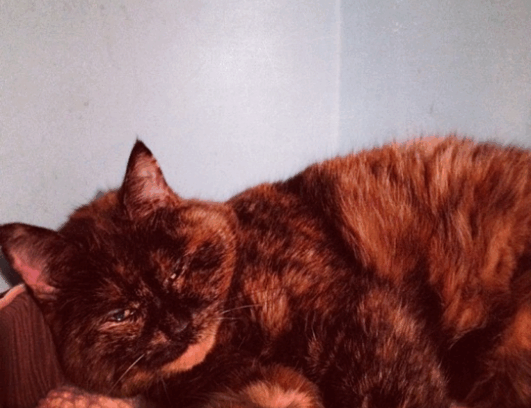 why business mentoring is important disbusinessfied