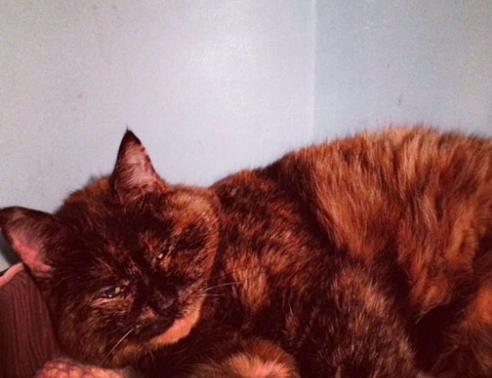 why business mentoring is important disbusinessfied