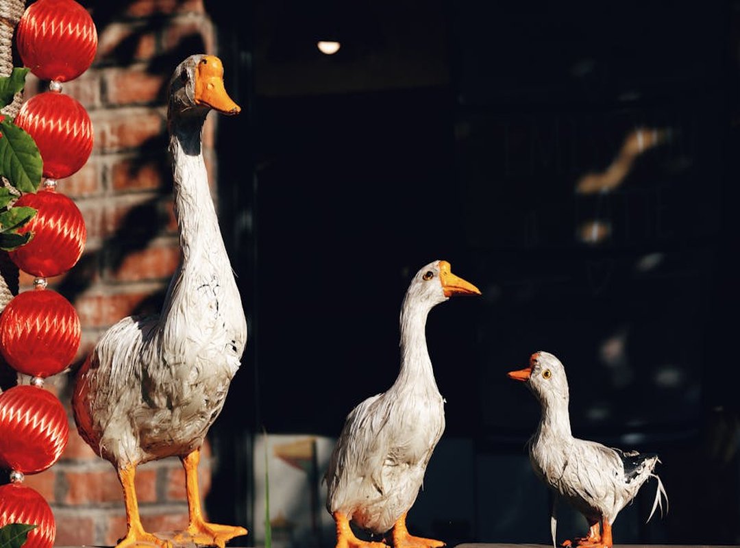 Awards and Recognition