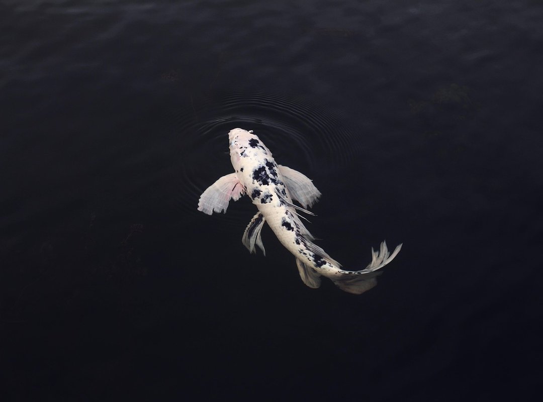 Swimming Upstream or Down? The Direction of Your Koi Matters