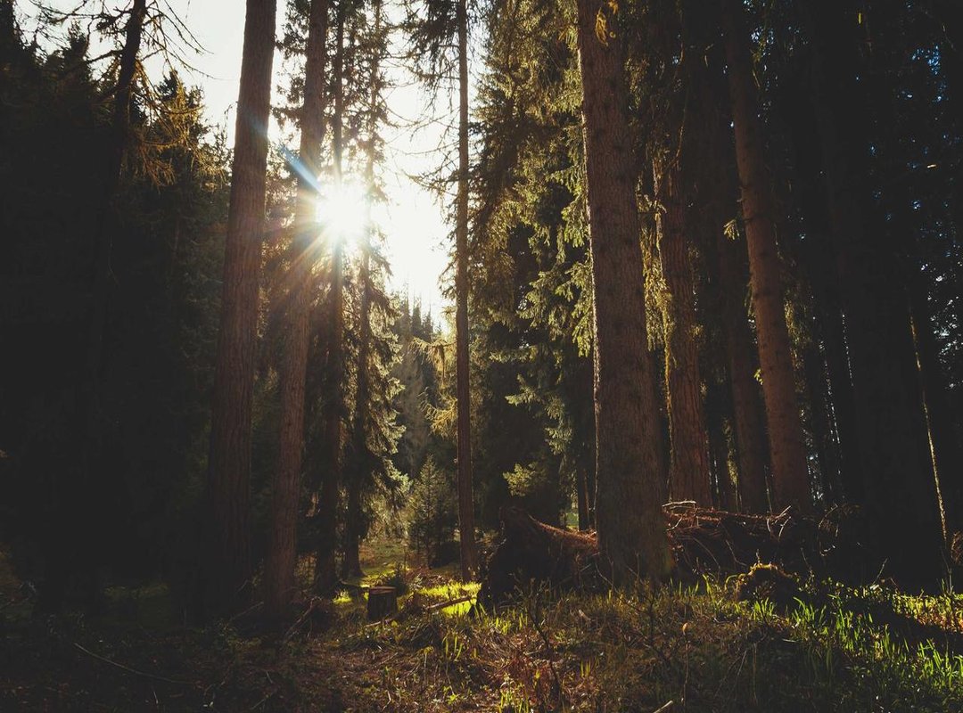 The Signature Afro: Style and Cultural Significance