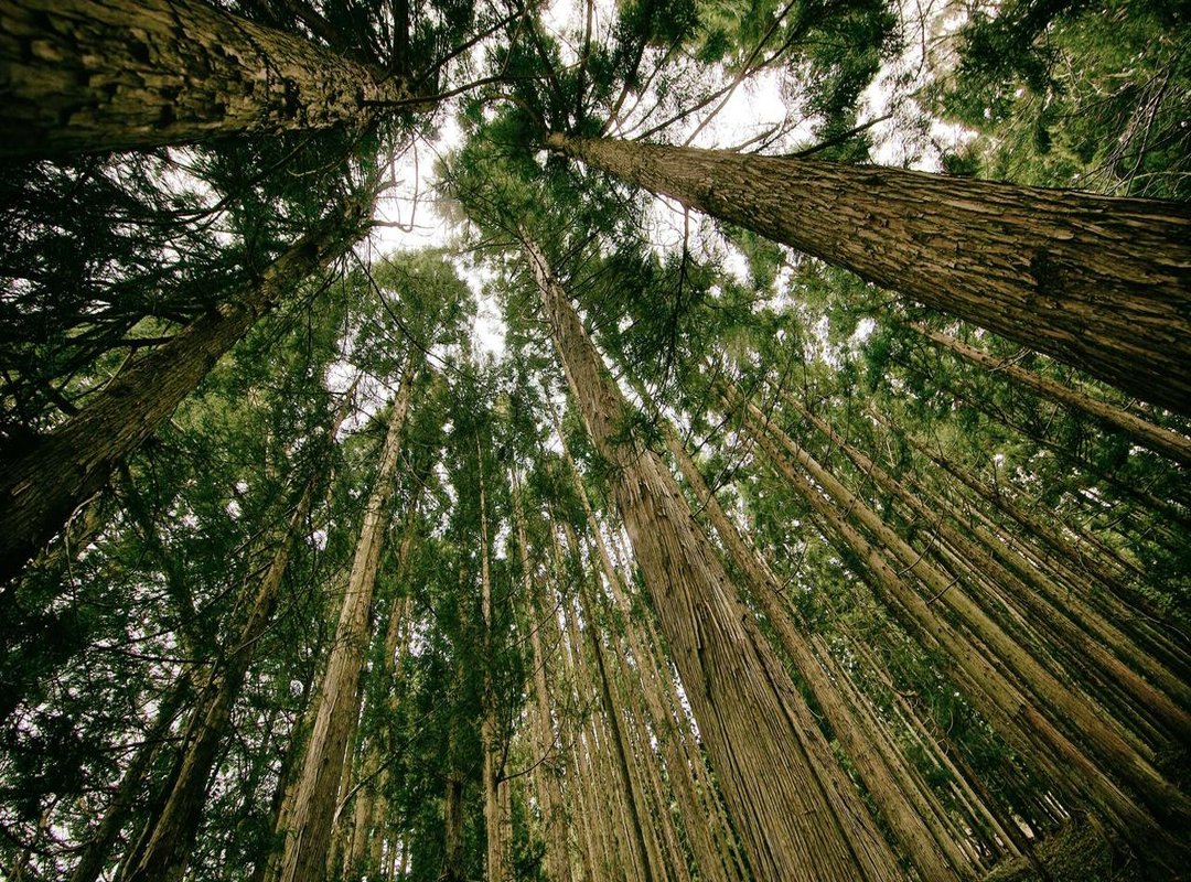 Analyzing the 'Uncensored' Video: Content and Claims